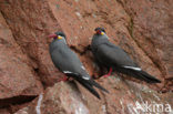 Inca Tern (Larosterna inca) 