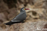 Inca Tern (Larosterna inca) 