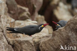 Inca Tern (Larosterna inca) 