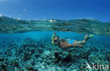 Indian Ocean