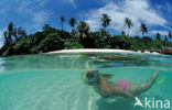 Indian Ocean
