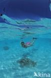 Indian Ocean
