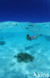 Indian Ocean