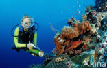 Indian Ocean