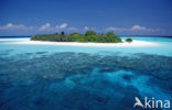 Indian Ocean