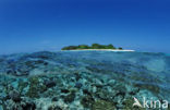 Indian Ocean