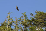 Turkey vulture (Cathartes aura)