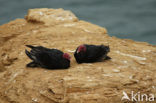 Turkey vulture (Cathartes aura jota)