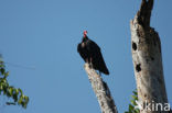 Turkey vulture (Cathartes aura)