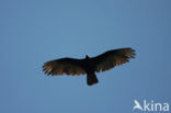 Turkey vulture (Cathartes aura)