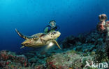 Hawksbill Turtle (Eretmochelys imbricata) 