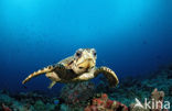 Hawksbill Turtle (Eretmochelys imbricata) 