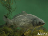 Common Carp (Cyprinus carpio) 