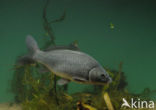 Common Carp (Cyprinus carpio) 