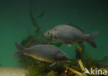 Common Carp (Cyprinus carpio) 