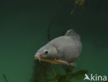 Common Carp (Cyprinus carpio) 