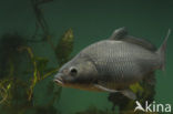 Karper (Cyprinus carpio) 