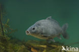 Common Carp (Cyprinus carpio) 