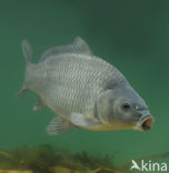 Common Carp (Cyprinus carpio) 