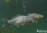 Karper (Cyprinus carpio) 