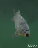 Common Carp (Cyprinus carpio) 