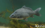 Common Carp (Cyprinus carpio) 