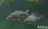 Common Carp (Cyprinus carpio) 