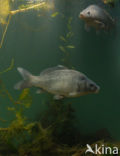 Common Carp (Cyprinus carpio) 