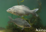 Common Carp (Cyprinus carpio) 