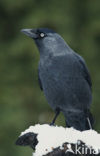 Kauw (Corvus monedula)