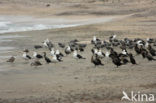 Kelpmeeuw (Larus dominicanus)