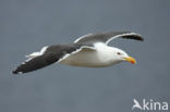 Kelpmeeuw (Larus dominicanus)