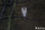 Barn Owl (Tyto alba)