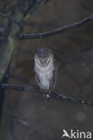 Barn Owl (Tyto alba)