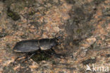 Klein vliegend hert (Dorcus parallelipipedus)