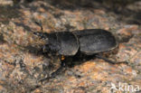 Klein vliegend hert (Dorcus parallelipipedus)