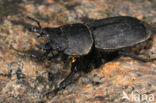 Klein vliegend hert (Dorcus parallelipipedus)