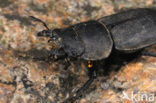 Klein vliegend hert (Dorcus parallelipipedus)