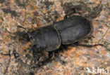 Klein vliegend hert (Dorcus parallelipipedus)