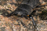 Klein vliegend hert (Dorcus parallelipipedus)