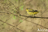 Yellow Warbler (Dendroica petechia aureola)