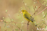 Yellow Warbler (Dendroica petechia aureola)