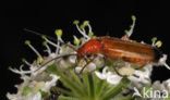 Common Red Soldier Beetle (Rhagonycha fulva)