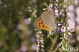 Kleine vuurvlinder (Lycaena phlaeas)