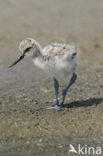 Pied Avocet (Recurvirostra avosetta)