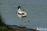 Pied Avocet (Recurvirostra avosetta)