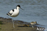 Pied Avocet (Recurvirostra avosetta)