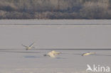 Mute Swan (Cygnus olor)