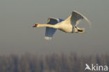 Knobbelzwaan (Cygnus olor)