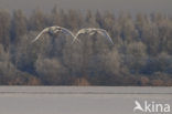 Knobbelzwaan (Cygnus olor)